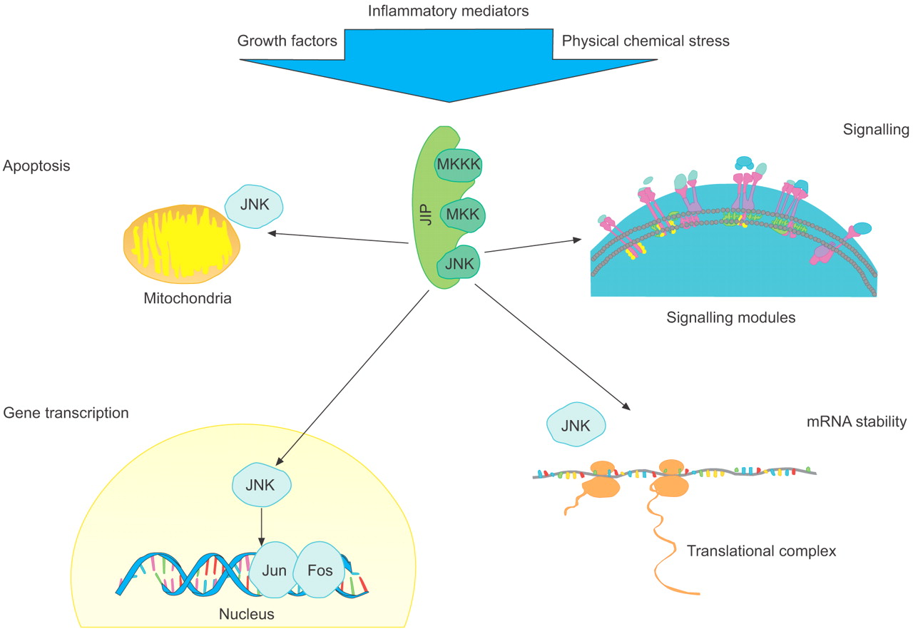 c-Jun N-terminal kinase (JNK)-mediated responses in the cell.